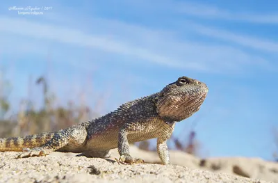 Бородатая агама - Pogona vitticeps