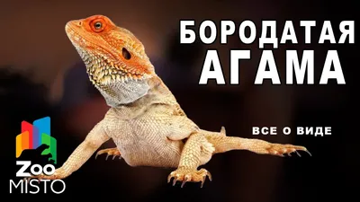 Агама Мванза. Ящерица, которую можно приручить | Животные мира|Редкие  животные | Дзен