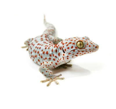 Геккон токи (gekko gecko) купить в Планете экзотики