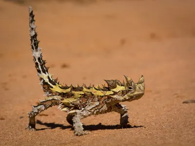 Ящерица Молох (лат. Moloch horridus)