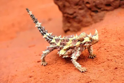 Ящерица Moloch horridus