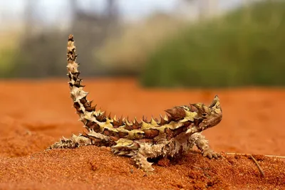 Молох: Ящерица, сотканная из бритвенно острых лезвий | Пикабу