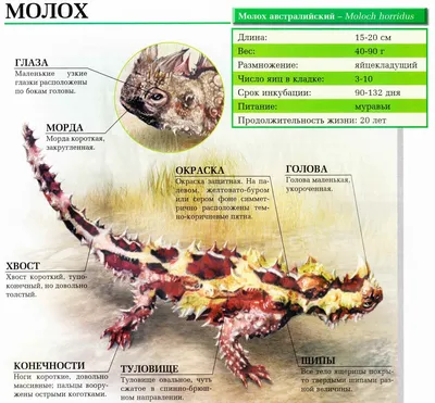 Collecta Фигурка Молох (размер L) - «Ящерица Молох обитает в Австралии и...  в моей квартире! Невероятно реалистичная фигурка от Collecta» | отзывы