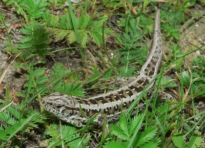 Прыткая ящерица – Lacerta agilis (Linnaeus, 1758) « Красная книга Томской  области | ОГБУ \"Облкомприрода\"