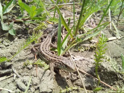 Портрет прыткой ящерицы / / ЯЩЕРИЦА ПРЫТКАЯ (Lacerta agilis) или обыкновенная  ящерица, широко распространена в Евразии от Южной Англии и восточной  половины Франции на западе до Южного Забайкалья, СевероЗападного Китая и