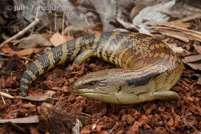 Прыткая ящерица (Lacerta agilis)