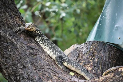 Капский варан (Varanus exanthematicus) купить в Планете экзотики