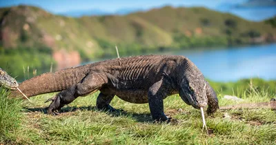 Самая гигантская ящерица в мире, которая не пережила встречи с первыми  людьми | Пикабу