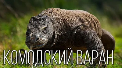 Большой Ящерицы Комодский Варан In The Wild — стоковые фотографии и другие  картинки 2015 - iStock