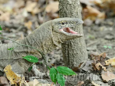 Большой Ящерицы Комодский Варан In The Wild — стоковые фотографии и другие  картинки 2015 - iStock