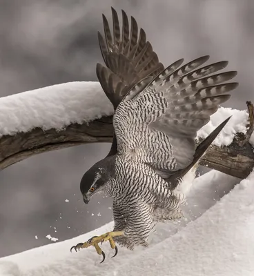 Ястреб-тетеревятник (Accipiter gentilis): описание, фото, виды, голос