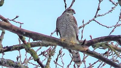 Ястреб перепелятник | BirdWatch.by