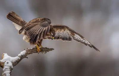 Обои птица, ястреб, Bussard картинки на рабочий стол, раздел животные -  скачать