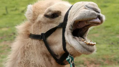 Верблюжий Показывает Язык — стоковые фотографии и другие картинки Аравия -  Аравия, Африка, Верблюд - iStock