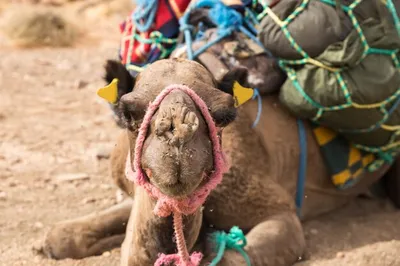 Опасная болезнь поражает верблюдов в Кызылординской области