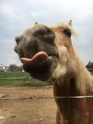 Рот верблюда с желтыми зубами Стоковое Изображение - изображение  насчитывающей красивейшее, дуб: 113173513