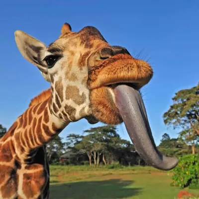 Язык жирафа фото