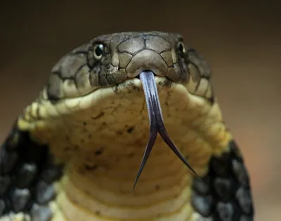 Почему у змей раздвоенный язык? | Ботанство | Дзен