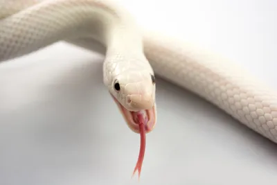 Пшшш... зачем у змей раздвоен язык? | Пикабу