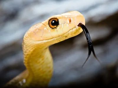 Язык змеи стоковое изображение. изображение насчитывающей количества -  205985511
