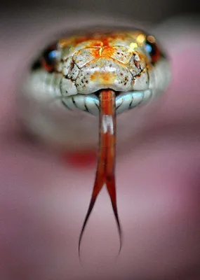 Язык змеи - 69 фото