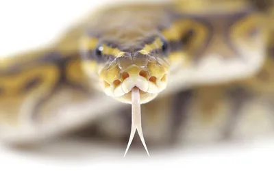 Купить картину Язык змеи , Сток в Украине | Фото и репродукция картины на  холсте в интернет магазине Макросвит