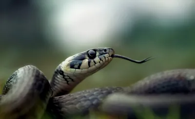 Пытавшийся \"съесть\" живую змею астраханец умер после ее укуса