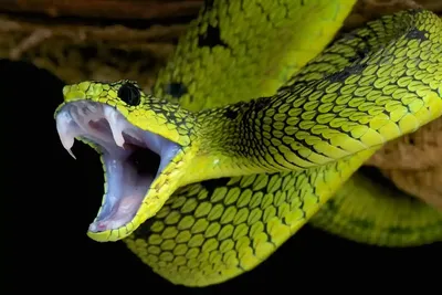 Какую змею считают опаснейшей в мире? 10 интересных фактов о змеях | У меня  интересно | Дзен