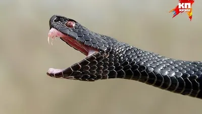 Щёлкните языка змеи стоковое изображение. изображение насчитывающей  количества - 205731783