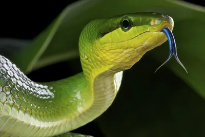 Змея с раздвоенным хвостом - 66 фото