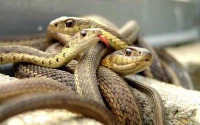 Восточная smalleyed змея стоковое фото. изображение насчитывающей язык -  188482694