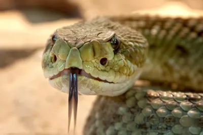 Стерео-обоняние: зачем змеям нужен раздвоенный язык? - KnowHow