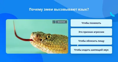 Почему змея показывает язык? | Умный Бобёр | Дзен