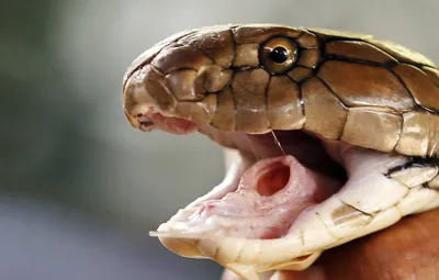 Змея высоувает язык 4 к» — создано в Шедевруме