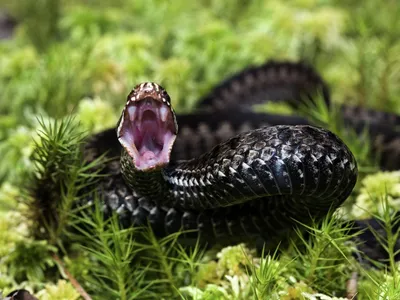 Потрясающий снимок змеи, изящно перемещающейся в естественной среде  обитания. | Премиум Фото