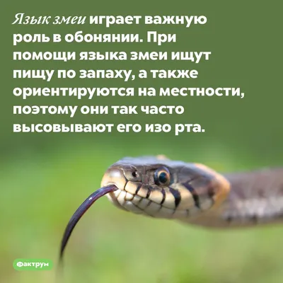 Взорвать змеи, свой язык стоковое фото. изображение насчитывающей опасно -  215380214