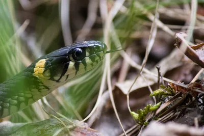 Серьги-гвоздики в виде змеи для пирсинга языка | AliExpress