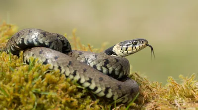 Как отличить ядовитых змей от неядовитых и избежать укуса - Российская  газета