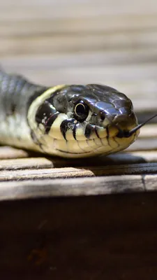12 популярных мифов о змеях, в которые явно не стоит верить - Лайфхакер