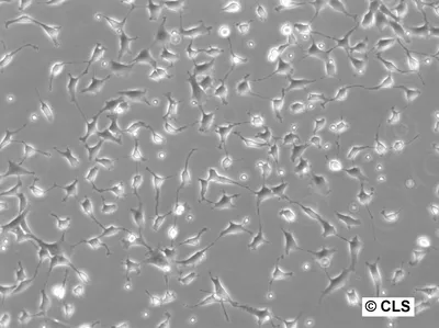 Buy NRK-IBB-DiHcRed1 | Cell Lines | CLS.shop