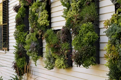 Просто фото: 24 идеи для вертикального озеленения дома и сада | Houzz Россия