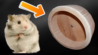 THE HAMSTER WHEEL. HOW TO MAKE WOODEN HAMSTER WHEEL WITH YOUR HANDS -  YouTube