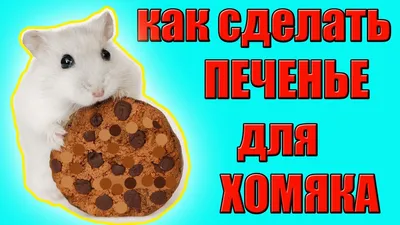 КАК СДЕЛАТЬ ПЕЧЕНЬЕ ДЛЯ ХОМЯЧКА / ВКУСНЯШКА ДЛЯ ХОМЯКА / СВОИМИ РУКАМИ /  ХОМЯК / #ХОМЯК - YouTube