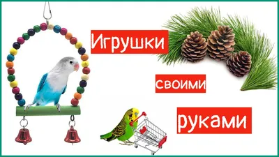 Игрушки для попугаев - какие бывают, сколько нужно игрушек попугаю