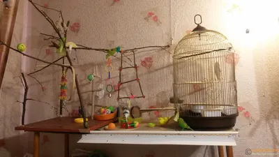 How to make DIY Parrot Toys. Toilet paper tube maze - YouTube