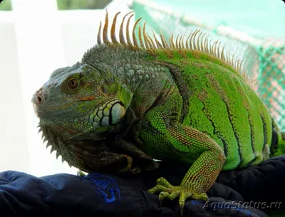 Игуана зеленая\u200b (Iguana Iguana)
