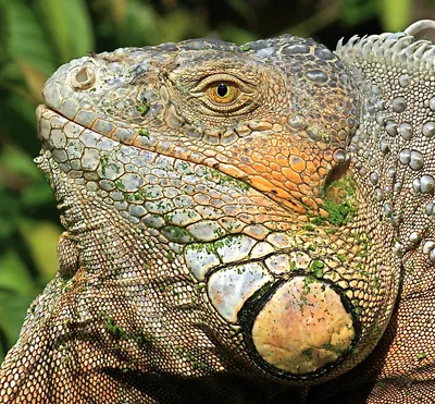 Зеленая игуана (лат. Iguana iguana)