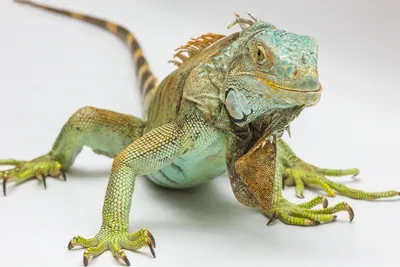 Игуана Рептилия Животное - Бесплатное фото на Pixabay