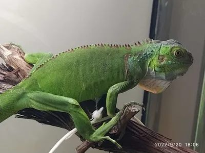 Игуана зеленая (зеленая морфа) (Iguana iguana)