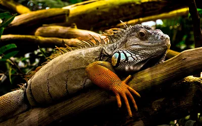 Картинки Рептилии Игуана животное